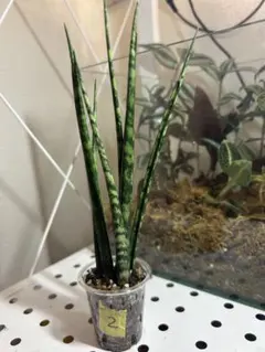 Michael様 リクエスト 2点 まとめ商品