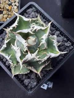 2026年最新】皇冠 アガベの人気アイテム - メルカリ