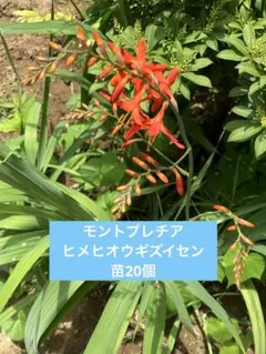 クロコスミア モントブレチア ヒメヒオウギズイセン 球根 - メルカリ