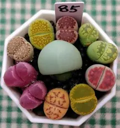 多肉植物リトープス/コノフィツム 高級品種入り カラフルセット 土付き
