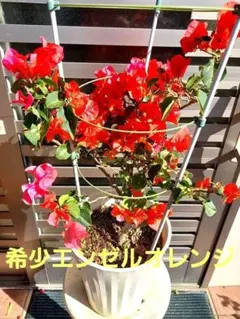 ブーゲンビリアエンジェルオレンジ NO312 らくらくメルカリ便発送‼️ ブーゲンビリアエンジェルオレンジ NO312 らくらくメルカリ便発送