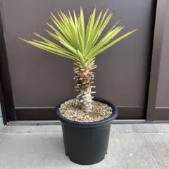 2025年最新】ユッカ アロイフォリアの人気アイテム - メルカリ