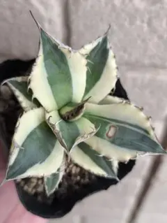 2025年最新】アガベの人気アイテム - メルカリ