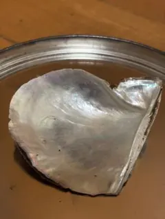 アコヤガイ 貝殻 あこや貝