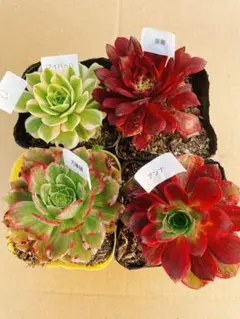 52 多肉植物 アエオニウム 抜き苗 4種セット