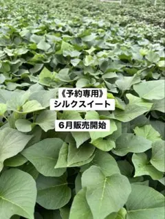 2026年最新】苗の人気アイテム - メルカリ