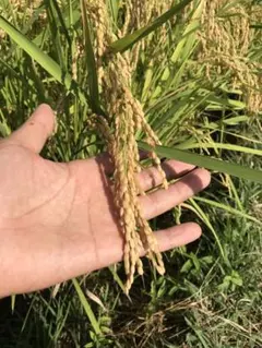 自然栽培 湧水で育てた手植え はせがけ天日干し 明治時代の幻のお米