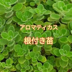 《 多肉植物 》アロマティカス 根付き苗のサムネイル