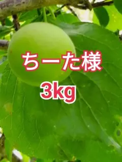 ちーた様　山梨県産　新鮮　青梅　白加賀梅　3kgのサムネイル