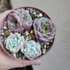 NN@プロフ必読様 リクエスト 3点 まとめ商品