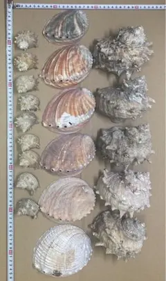 Item thumbnail for item ba11f8f9-c226-49e1-8a35-a251d826761b