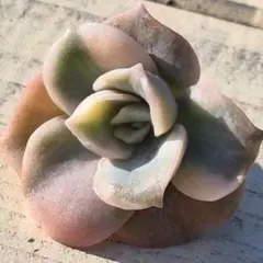 2025年最新】ラブリーローズ錦白斑の人気アイテム - メルカリ