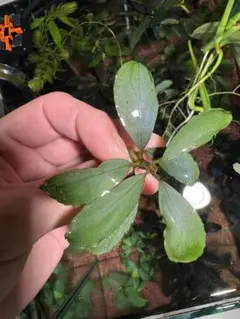 2026年最新】bucephalandra 彩雲の人気アイテム - メルカリ