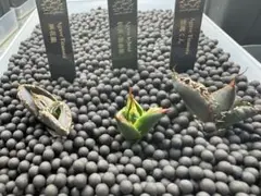 2026年最新】妖帝の人気アイテム - メルカリ