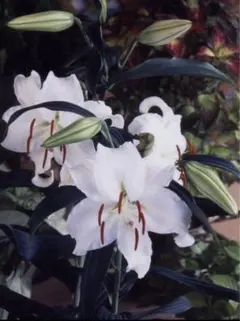 えりちゃん様 リクエスト 3点 まとめ商品