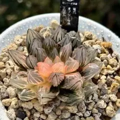 珍しいハオ楽園　実生オブツーサ錦　新葉糊斑　1301 珍しいハオ楽園 実生オブツーサ錦 新葉糊斑 1301 - メルカリ
