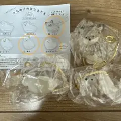 うちの子のけだまだま 犬 ガチャ チワワ 柴犬 ポメラニアン