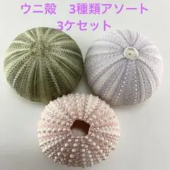 NO.668-249 アーチン(ウニ殻) 3種類アソート　3ケセット