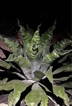 Agave アガベ サルミアナ フェロックス ベルビル