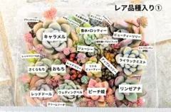 多肉植物 カット苗 レア品種入り①