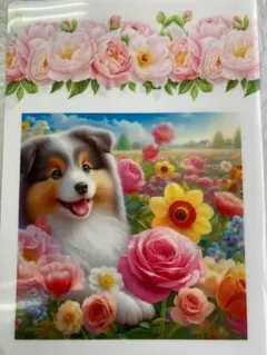 新品　犬　パネル　６画像　クリアファイル　３枚セット　シェルティ　非売品　③