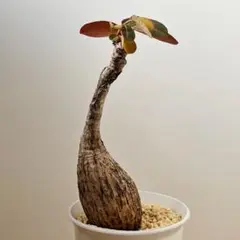 ミラビリス