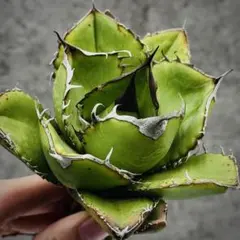 2025年最新】アガベ オアハカの人気アイテム - メルカリ