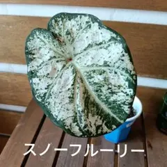 ★颯太くん★平日発送様 リクエスト 4点 まとめ商品