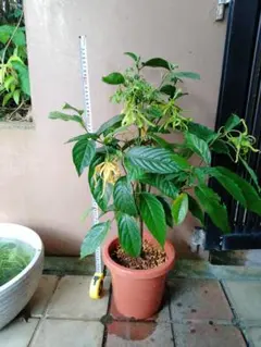 イランイラン　苗木　香木　７号鉢　観葉植物　香水の原料　リラックス　風水開運 2025年最新】イランイラン苗木の人気アイテム - メルカリ