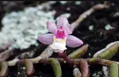 さな様専用です。