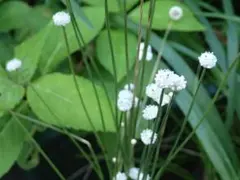 【メルカリ便】珍！ホシクサsp.キンバリーナロー　大株　1株　約11cm 鉢付き メルカリ便】珍！ホシクサsp.キンバリーナロー 大株 1株 約11cm 鉢付き