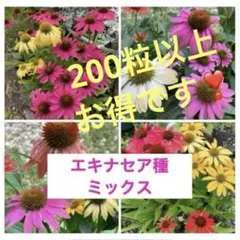 エキナセア種 ミックス200粒以上❣️お得です♪
