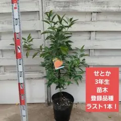 ひいさま専用 せとか 3年生 苗木 登録品種 結実実績あり