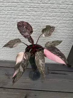 2025年最新】フィロデンドロンピンクプリンセスギャラクシーの人気