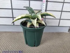 サンスベリア Sansevieria fischeri variegated - メルカリ