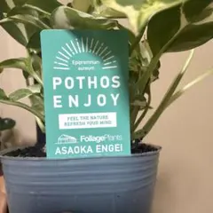 観葉植物 ポトス エンジョイ