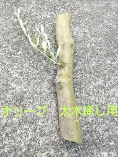 2026年最新】太木挿しの人気アイテム - メルカリ