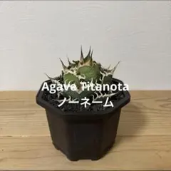 アガベ　チタノタ　ノーネーム　子株②　検）オアハカ　白鯨　ハデス　シーザーのサムネイル
