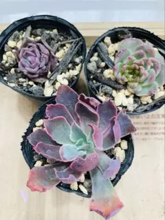 多肉植物☆カット☆3品種☆夕焼けの舞、レッドベルベット、リトルコンチ☆白棒