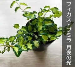 小手万次様 リクエスト 2点 まとめ商品