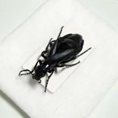 ツノゼミ様 リクエスト 6点 まとめ商品