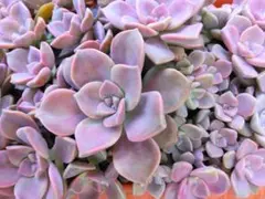 2025年最新】パープルディライトの人気アイテム - メルカリ