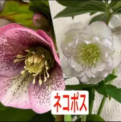 クリスマスローズ ブロッチ 種子10粒 - メルカリ