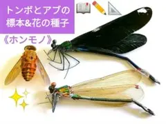 2025年最新】カワトンボの人気アイテム - メルカリ