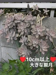 2025年最新】多肉植物 朧月の人気アイテム - メルカリ