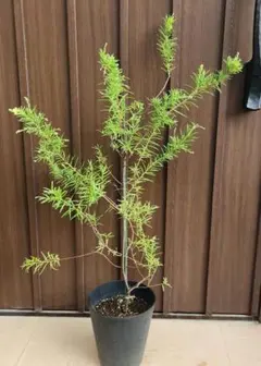 ウォールムバンクシア アエムラ 鉢植えJ 苗 オージープランツ ドライ