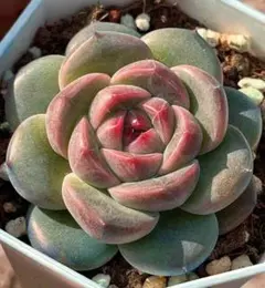 シナモン＠プロフ必読様 リクエスト 4点 まとめ商品