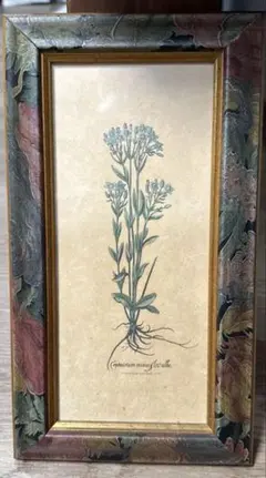 ボタニカルアート 額装品 植物画 インテリア 主な出品物は画ではなく