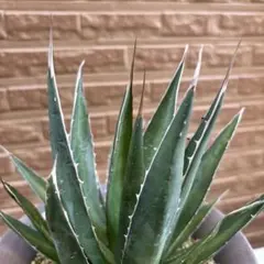 2025年最新】アガベ・ホリダの人気アイテム - メルカリ