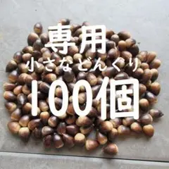専用＊ちっちゃな どんぐり 椎の実 スダジイ 100個＊